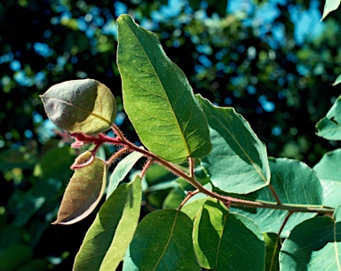 APII jpeg image of Corymbia ptychocarpa  © contact APII