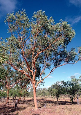 APII jpeg image of Eucalyptus alba var. australasica  © contact APII