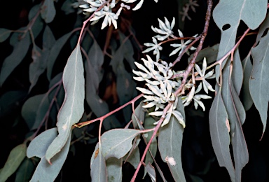 APII jpeg image of Eucalyptus albens  © contact APII