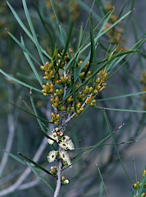 APII jpeg image of Eucalyptus angustissima  © contact APII