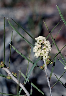 APII jpeg image of Eucalyptus angustissima  © contact APII