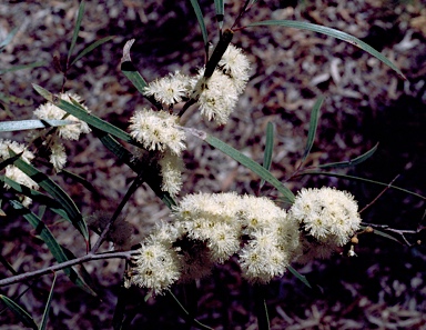 APII jpeg image of Eucalyptus apiculata  © contact APII