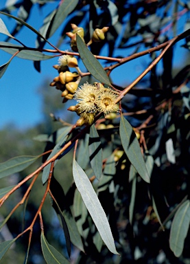 APII jpeg image of Eucalyptus balladoniensis  © contact APII