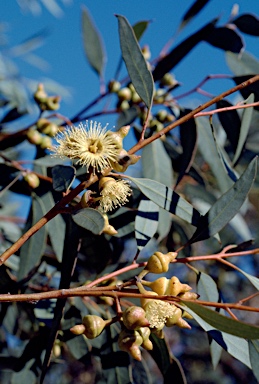 APII jpeg image of Eucalyptus balladoniensis  © contact APII