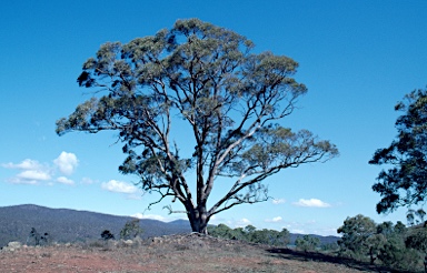 APII jpeg image of Eucalyptus bridgesiana  © contact APII
