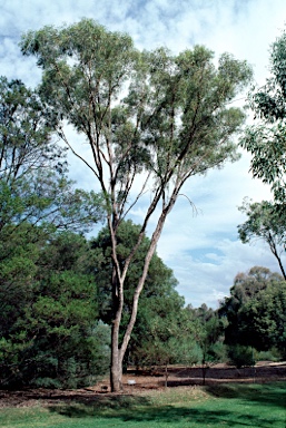 APII jpeg image of Eucalyptus brownii  © contact APII