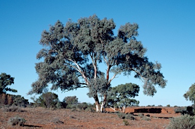 APII jpeg image of Eucalyptus camaldulensis  © contact APII