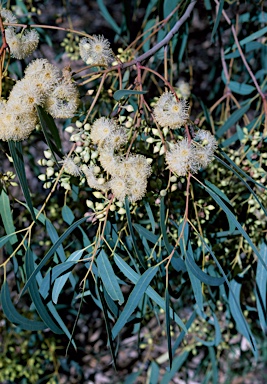 APII jpeg image of Eucalyptus camaldulensis  © contact APII