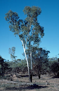 APII jpeg image of Eucalyptus cambageana  © contact APII