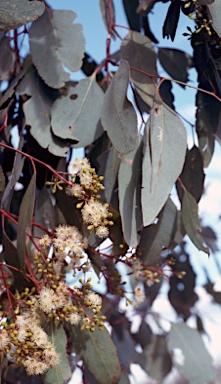 APII jpeg image of Eucalyptus cambageana  © contact APII