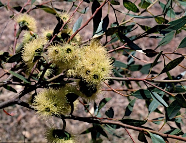 APII jpeg image of Eucalyptus cernua  © contact APII
