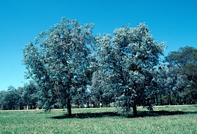 APII jpeg image of Eucalyptus cinerea subsp. cinerea  © contact APII