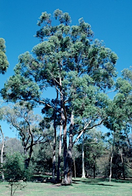 APII jpeg image of Eucalyptus cloeziana  © contact APII