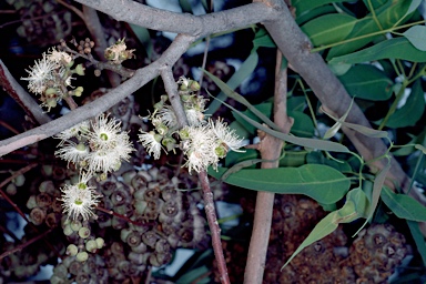 APII jpeg image of Eucalyptus cloeziana  © contact APII