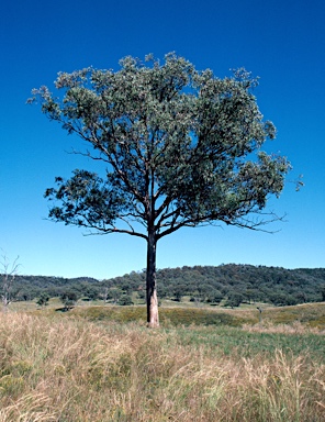 APII jpeg image of Eucalyptus conica  © contact APII