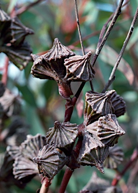 APII jpeg image of Eucalyptus coronata  © contact APII