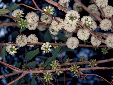 APII jpeg image of Eucalyptus decipiens  © contact APII