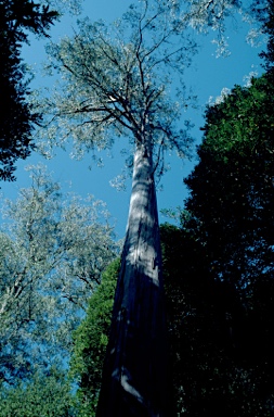 APII jpeg image of Eucalyptus denticulata  © contact APII