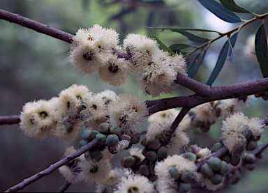 APII jpeg image of Eucalyptus deuaensis  © contact APII