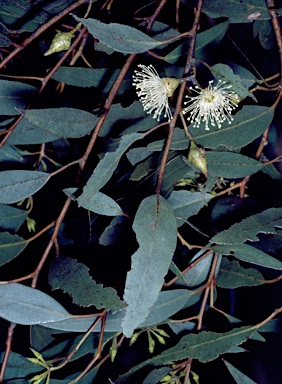 APII jpeg image of Eucalyptus falcata  © contact APII