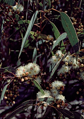 APII jpeg image of Eucalyptus flindersii  © contact APII