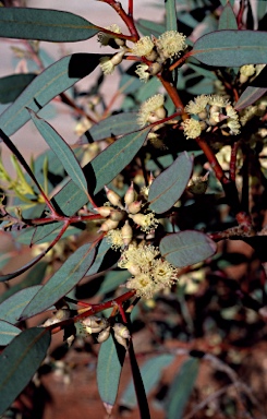 APII jpeg image of Eucalyptus flocktoniae subsp. hebes  © contact APII
