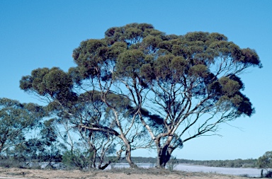 APII jpeg image of Eucalyptus foecunda  © contact APII