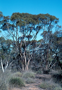 APII jpeg image of Eucalyptus foecunda  © contact APII