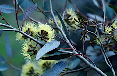 APII jpeg image of Eucalyptus gardneri  © contact APII