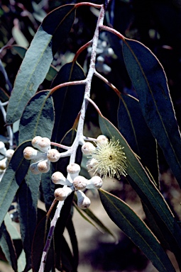 APII jpeg image of Eucalyptus georgei  © contact APII