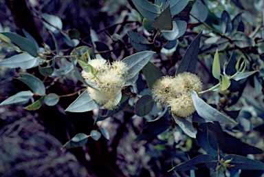 APII jpeg image of Eucalyptus gillii var. x petiolaris  © contact APII