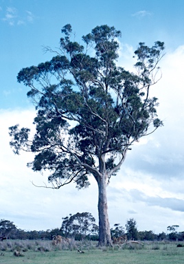 APII jpeg image of Eucalyptus globulus  © contact APII