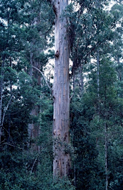 APII jpeg image of Eucalyptus globulus  © contact APII