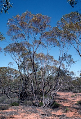 APII jpeg image of Eucalyptus gracilis  © contact APII