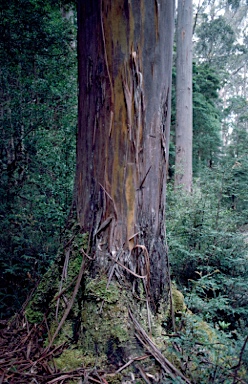 APII jpeg image of Eucalyptus johnstonii  © contact APII