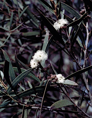 APII jpeg image of Eucalyptus kybeanensis  © contact APII