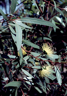 APII jpeg image of Eucalyptus macrandra  © contact APII