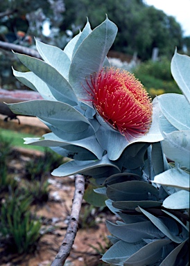 APII jpeg image of Eucalyptus macrocarpa subsp. macrocarpa  © contact APII