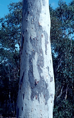 APII jpeg image of Eucalyptus mannifera subsp. mannifera  © contact APII