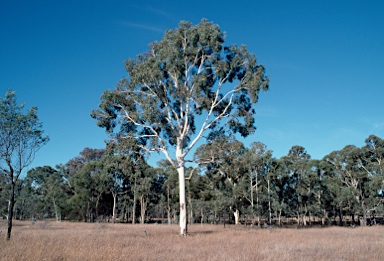 APII jpeg image of Eucalyptus mannifera  © contact APII