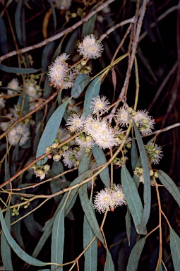 APII jpeg image of Eucalyptus mannifera  © contact APII