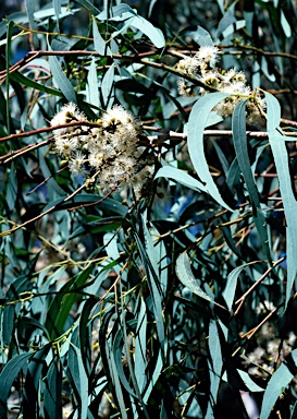 APII jpeg image of Eucalyptus mannifera  © contact APII