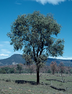 APII jpeg image of Eucalyptus melanophloia  © contact APII