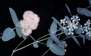 APII jpeg image of Eucalyptus melanophloia subsp. melanophloia  © contact APII