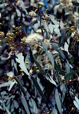 APII jpeg image of Eucalyptus melliodora  © contact APII