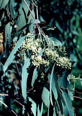 APII jpeg image of Eucalyptus coolabah  © contact APII