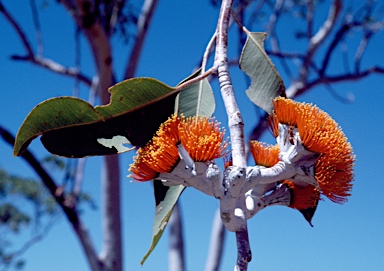 APII jpeg image of Eucalyptus miniata  © contact APII