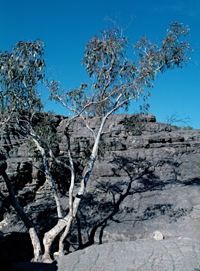 APII jpeg image of Eucalyptus nitida  © contact APII