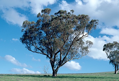 APII jpeg image of Eucalyptus nortonii  © contact APII