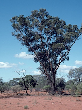 APII jpeg image of Eucalyptus ochrophloia  © contact APII